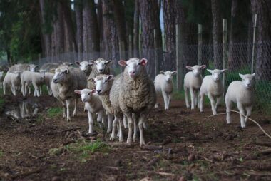 ¿Y a las ovejas? Que les parta un rayo