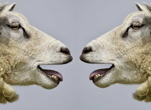 sheep-2372148_640