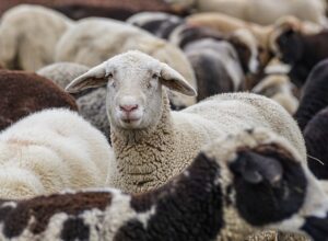 sheep-g0375197f8_640