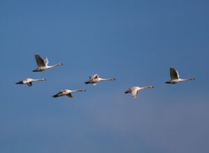 six-swans-in-flight-5116457_640