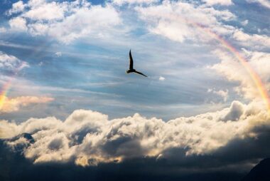 La gaviota que por fin descubrió el arco iris