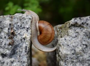 snail-1447233_640