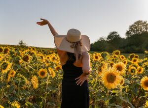 sunflowers-g284aa7159_640