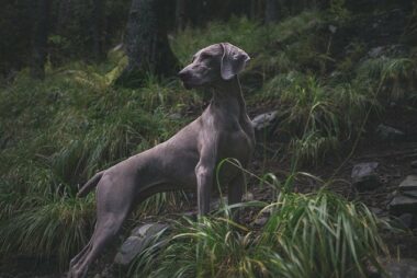 El perro que perseguía al león