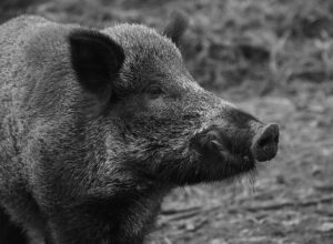 wild-boar-1797731_640